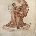 Muscles_and_tendons_of_the_head_and_neck;_écorché_figure._Re_Wellcome_V0008253