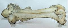 Horse Femur Horse Femur