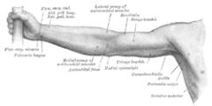 Upper Limb 2