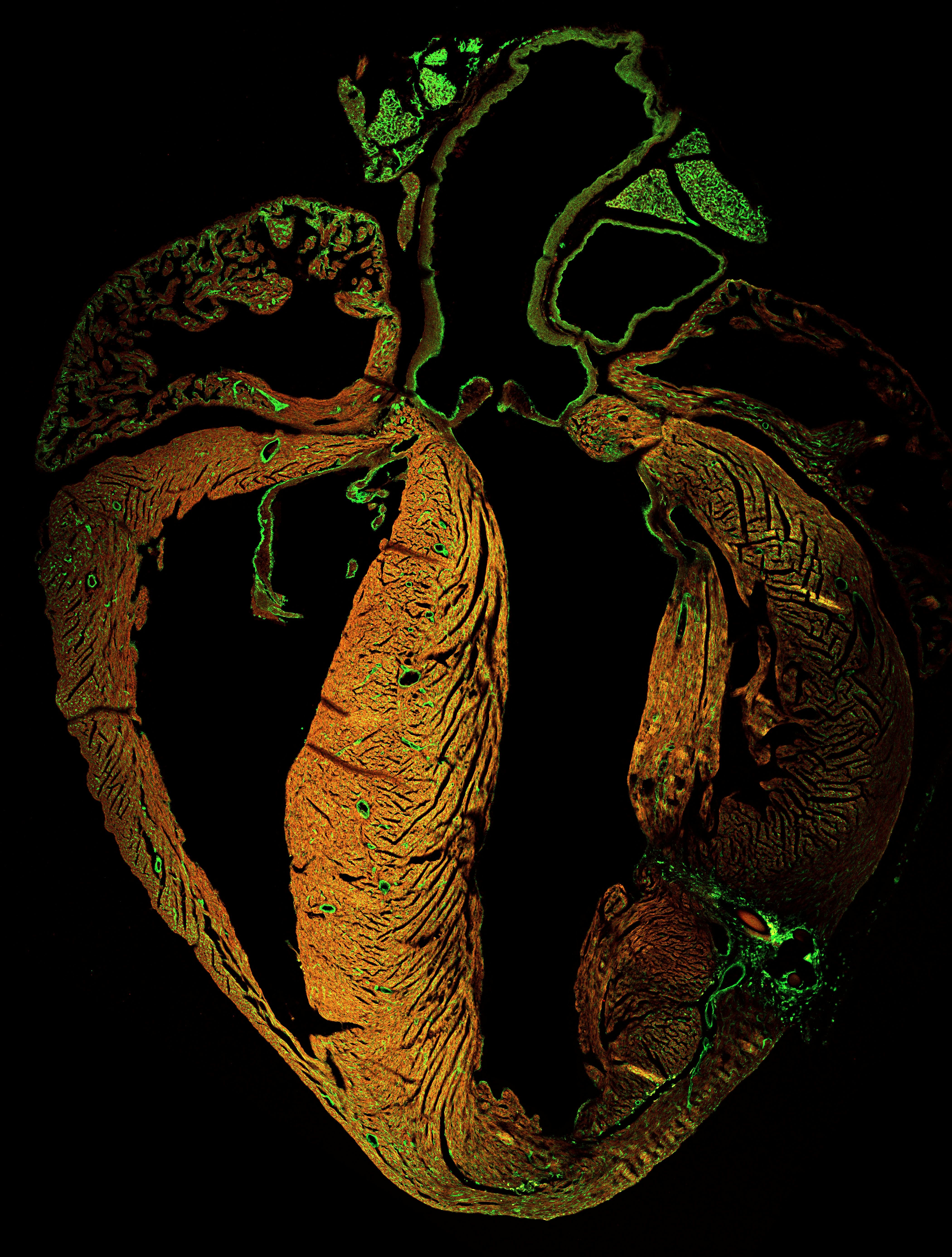 Best Image Award - Artwork Category