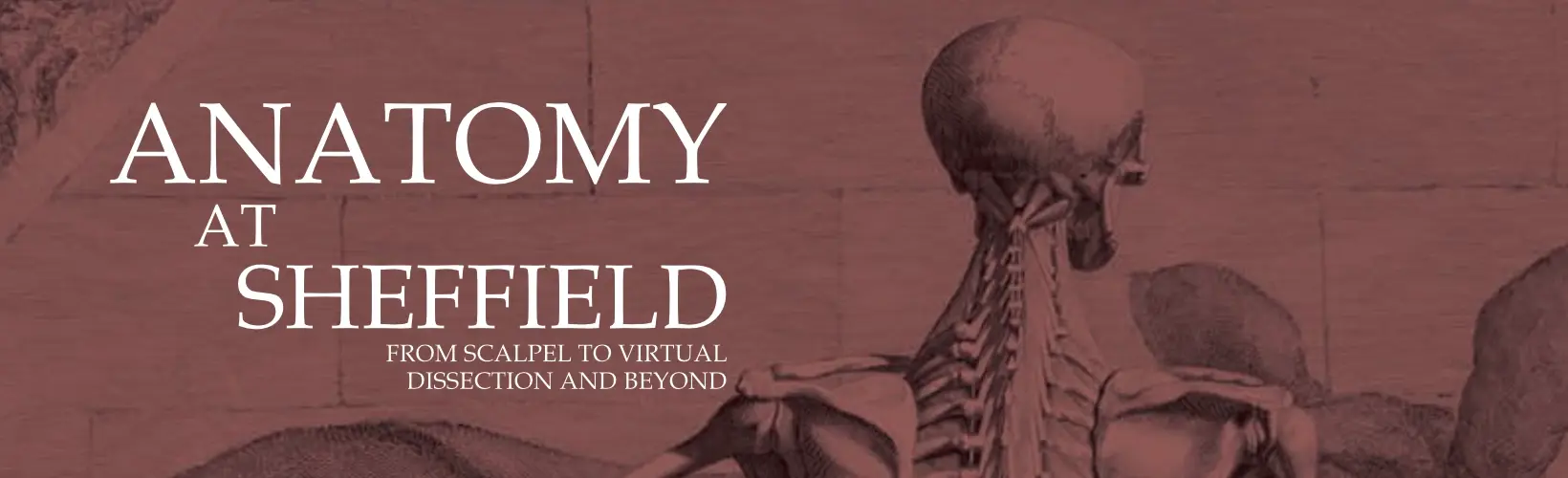 Anatomy Exhibition at The University of Sheffield