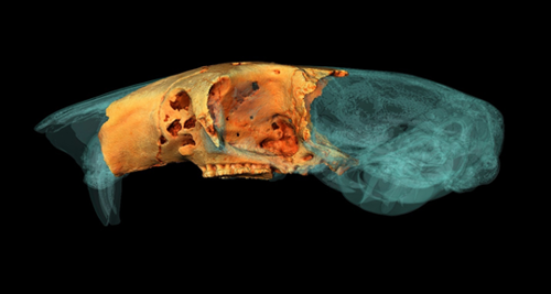 Reconstructing Gigantic Dormouse