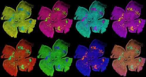 Warhol retinal clusters