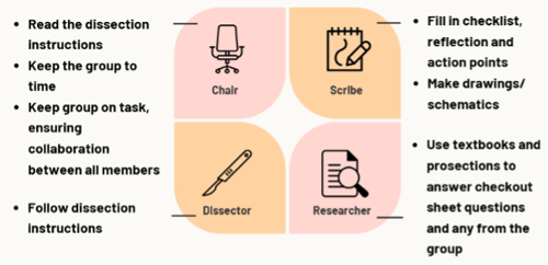 CF Infographic March 2026 Anastomosis.png