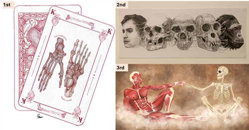 Winners of the Anatomical Society International Undergraduate Anatomy Arts & Crafts Competition 2024