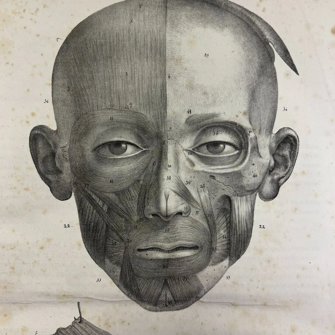 Not Rook Anatomy Anatomical Society - Anatomy Without Dissection II